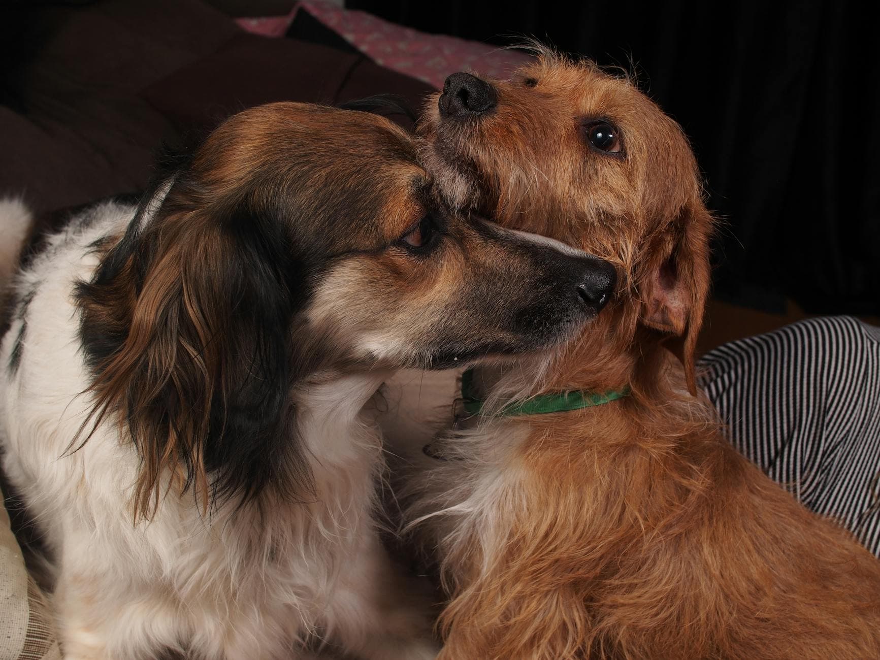 Photo by Daigoro Folz on Pexels Two dogs showing affection and companionship indoors, capturing a heartwarming moment.